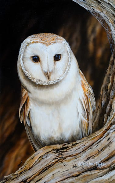Barn Owl (Tyto alba) Australian Wildlife Art by Natalie Jane Parker
