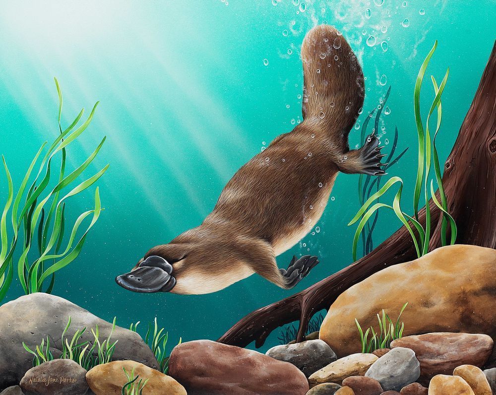 Platypus (Ornithorhynchus anatinus) Australian Wildlife Art by Natalie Jane Parker