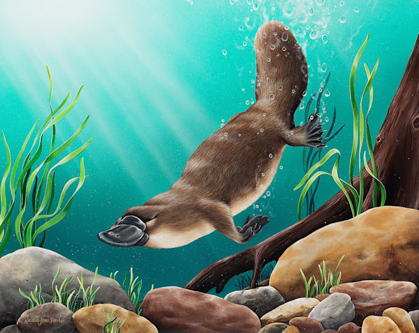 Platypus (Ornithorhynchus anatinus) Australian Wildlife Art by Natalie Jane Parker