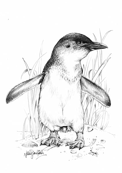Friendly Flipper - Little Penguin Graphite Drawing Art Print | Australian Wildlife Art