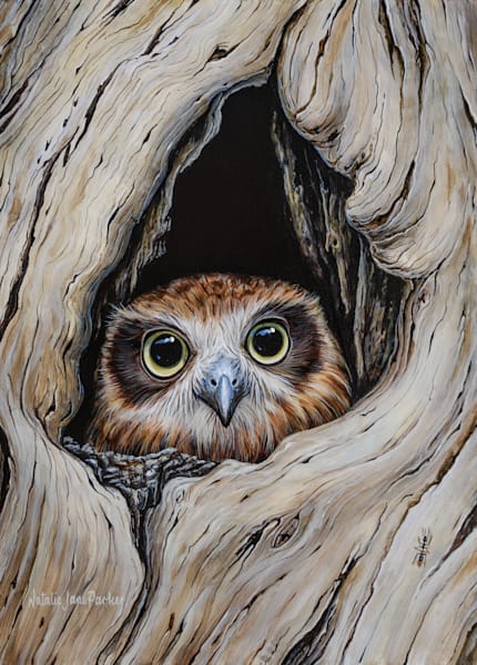 Southern Boobook Owl (Ninox boobook) Australian Wildlife Art by Natalie Jane Parker