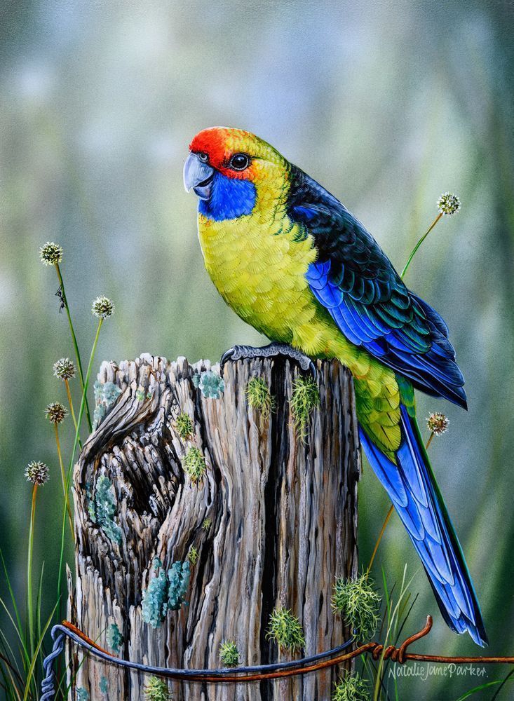 Green Rosella aka Tasmanian rosella (Platycercus caledonicus) Australian Wildlife Art by Natalie Jane Parker