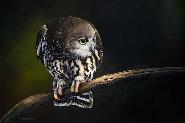 Barking owl (Ninox connivens) Australian Wildlife Art by Natalie Jane Parker