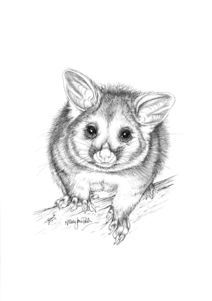 Common Brushtail Possum (Trichosurus vulpecula) Graphite Pencil Drawing Australian Wildlife Art by Natalie Jane Parker