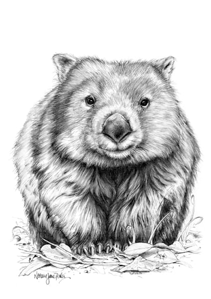 Sketches Postcards Booklet Set of 10 - Featuring Australian Native Wildlife