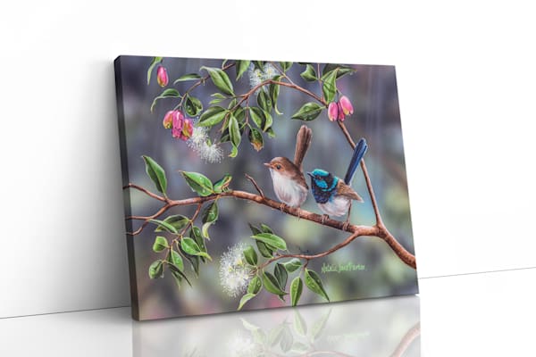 Australian Wildlife Art - Pleasant Company (Superb Fairy-wrens) | Natalie Jane Parker - Ready to hang Artwork