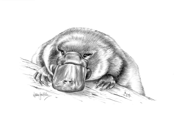 Platypus (Ornithorhynchus anatinus) Graphite Pencil Drawing Australian Wildlife Art by Natalie Jane Parker