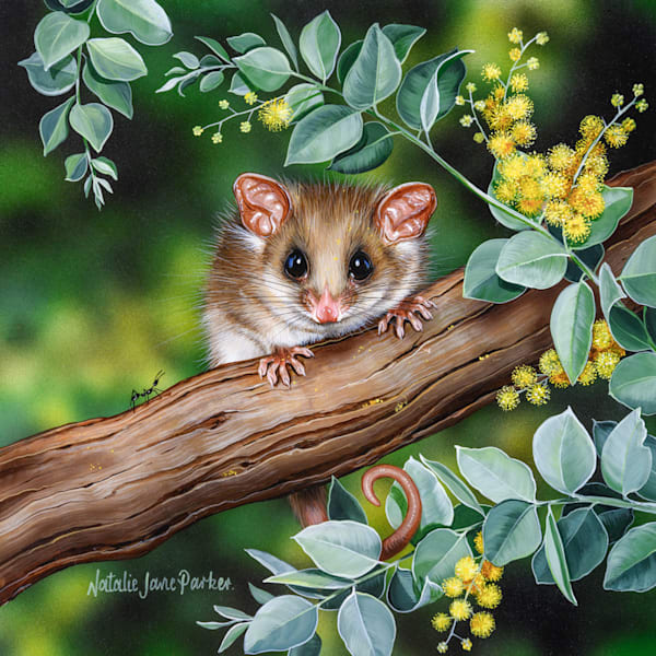 Eastern Pygmy Possum (Cercartetus nanus) amongst Queensland Silver Wattle (Acacia podalyriifolia) Australian Wildlife Art by Natalie Jane Parker