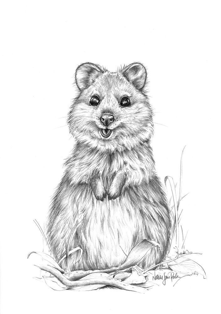 Quokka (Setonix brachyurus) Graphite Pencil Drawing Australian Wildlife Art by Natalie Jane Parker