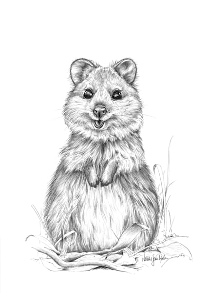Quokka (Setonix brachyurus) Graphite Pencil Drawing Australian Wildlife Art by Natalie Jane Parker
