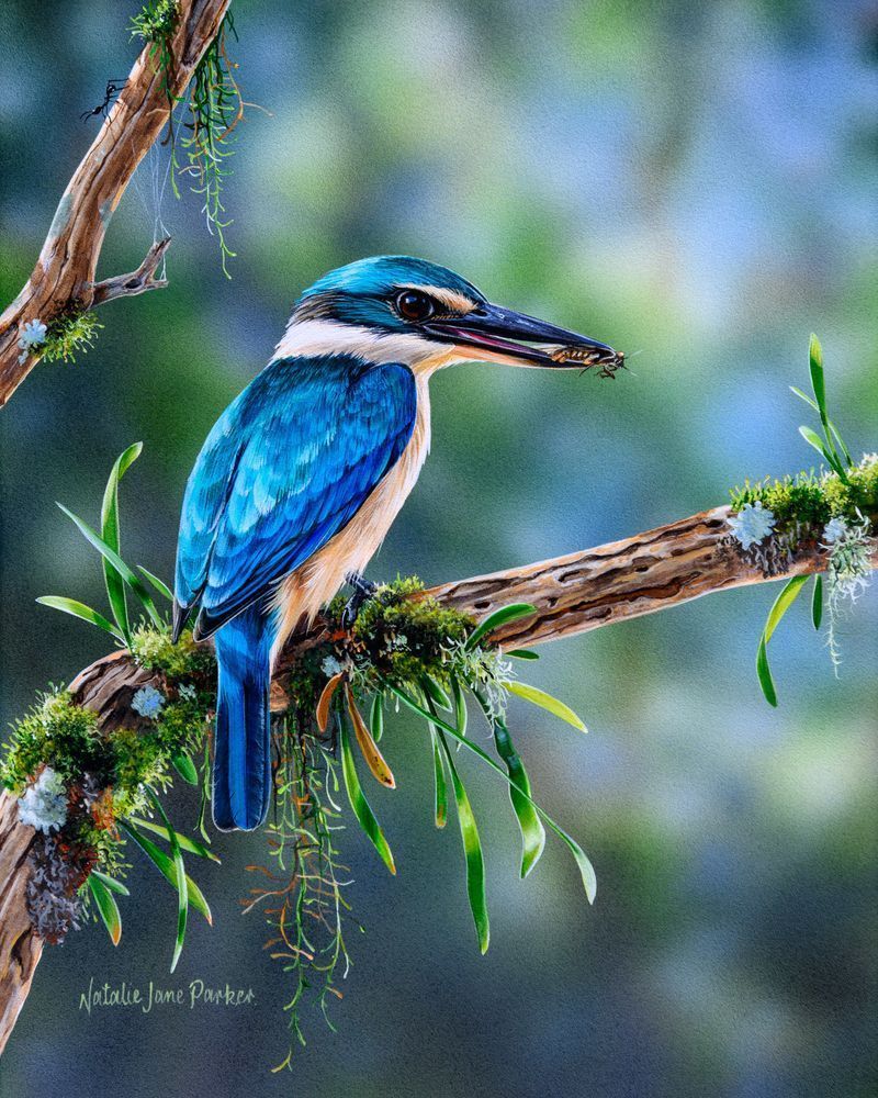 Sacred Kingfisher Art Print | "Vantage Point" by Natalie Jane Parker
