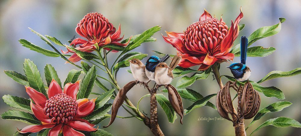 Waratah Picnic - Fairy-wrens in NSW State Flower Art Print | Australian Floral Wildlife