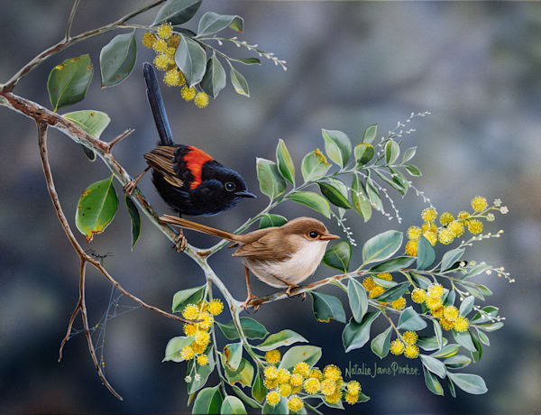 Red-backed Fairy-wren (Malurus melanocephalus) Australian Wildlife Art by Natalie Jane Parker