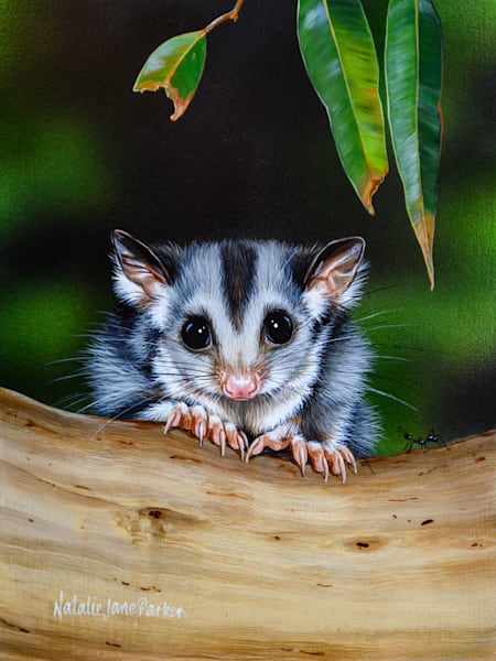 Squirrel Glider (Petaurus norfolcensis) Australian Wildlife Art by Natalie Jane Parker