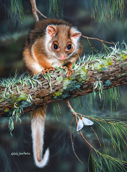 Watching Quietly - Ringtail Possum & Moth Art Print | Nocturnal Australian Wildlife