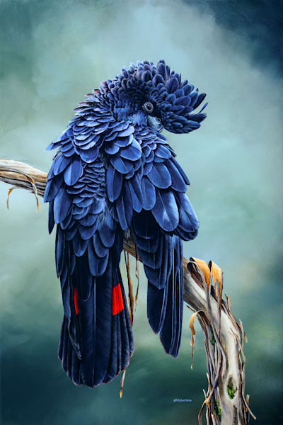 Watching you, watching me – Red-tailed Black Cockatoo Art Print