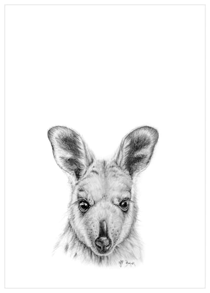 Wallaby Pencil Drawing