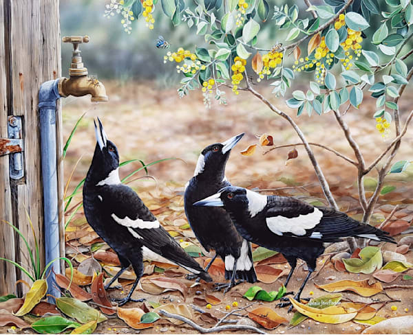 Australian Magpies (Gymnorhina tibicen) in Wattle Australian Wildlife Art by Natalie Jane Parker