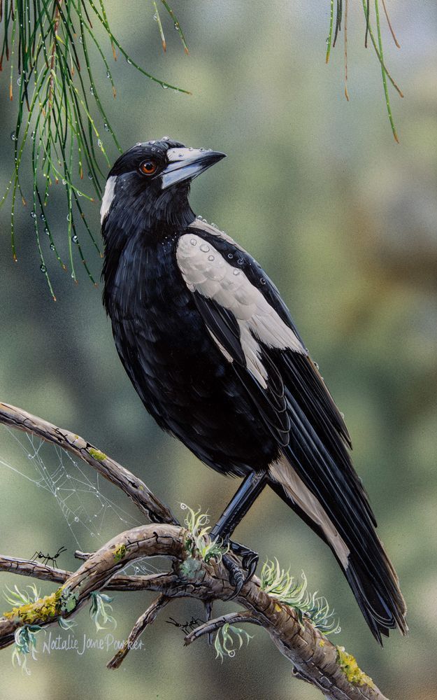 Australian Magpie (Gymnorhina tibicen) Australian Wildlife Art by Natalie Jane Parker