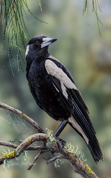 Australian Magpie (Gymnorhina tibicen) Australian Wildlife Art by Natalie Jane Parker
