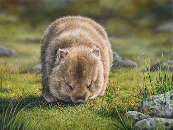 Wombat Art Prints – Australian Wombats | Natalie Jane Parker