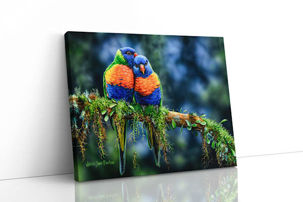 Australian Wildlife Art - Winter Sun (Rainbow Lorikeets) | Natalie Jane Parker - Ready to hang Artwork