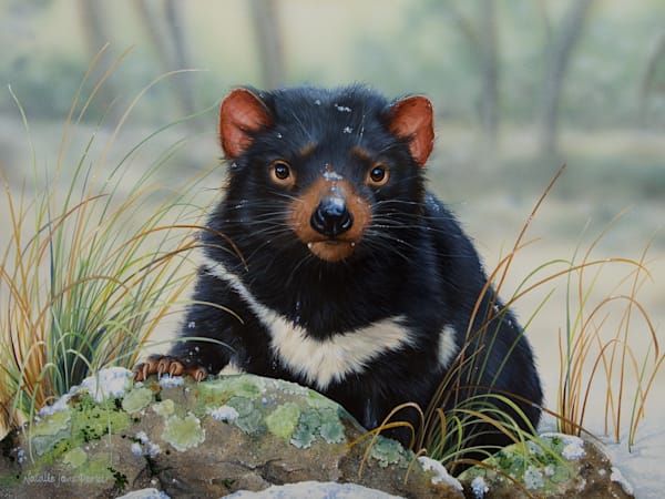 Tasmanian Devil (Sarcophilus harrisii) Australian Wildlife Art by Natalie Jane Parker