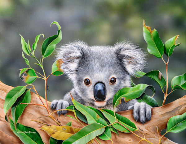 Koala Joey Art Print | "Trying to be Brave" by Natalie Jane Parker