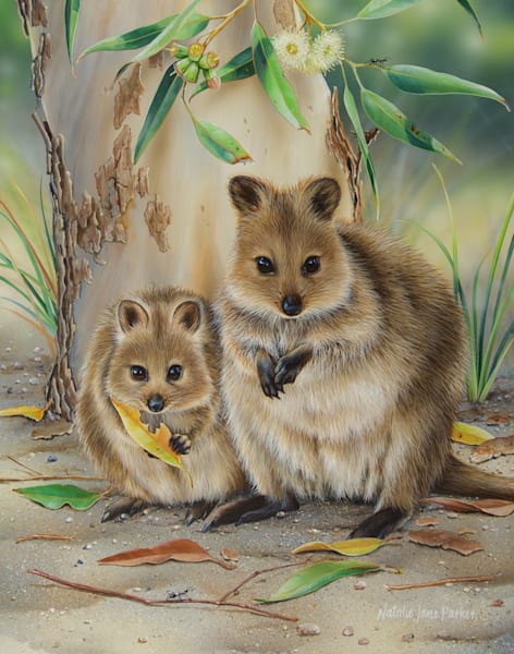 Quokka's (Setonix brachyurus) Australian Wildlife Art by Natalie Jane Parker