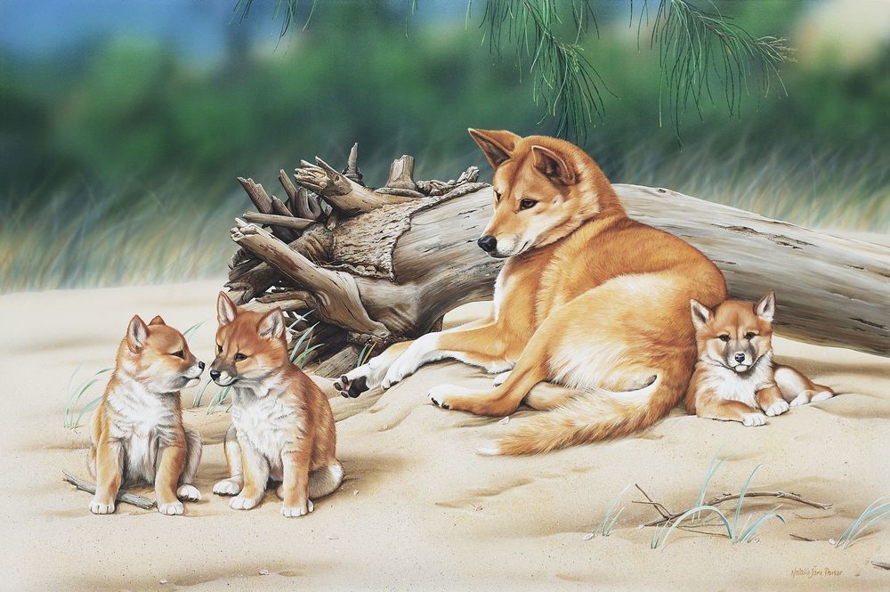 Dingo (Canis familiaris) with pups Australian Wildlife Art by Natalie Jane Parker