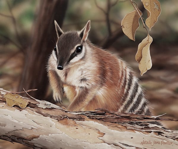 Numbat (Myrmecobius fasciatus) Australian Wildlife Art by Natalie Jane Parker