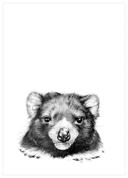 Tasmanian Devil Pencil Drawing
