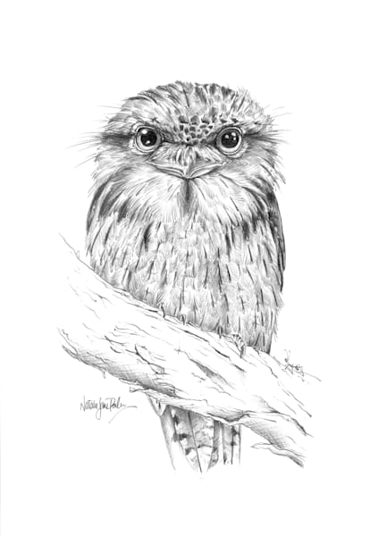 Tawny Frogmouth (Podargus strigoides) Graphite Pencil Drawing Australian Wildlife Art by Natalie Jane Parker