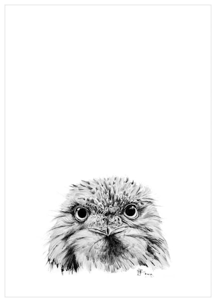 Tawny Frogmouth Pencil Drawing