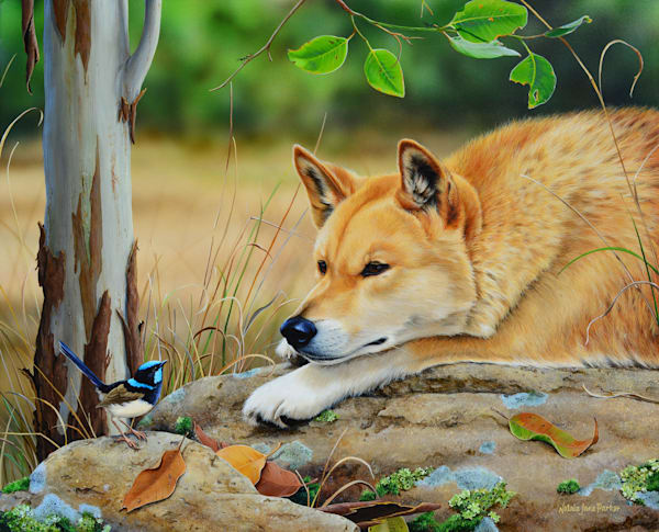 Dingo (Canis familiaris) with a Male Superb Fairy-wren (Malurus cyaneus) Australian Wildlife Art by Natalie Jane Parker