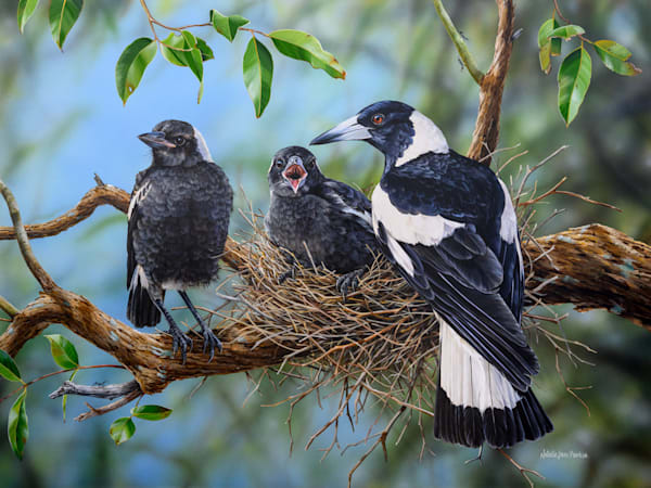 The Call of Spring – Australian Magpies (Limited Pre-Release, 5 Only) | Natalie Jane Parker