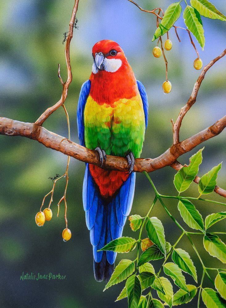 Eastern Rosella (Platycercus eximius) Australian Wildlife Art by Natalie Jane Parker