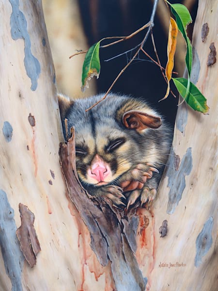 Common Brushtail Possum (Trichosurus vulpecula) Australian Wildlife Art by Natalie Jane Parker
