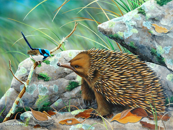 Short-beaked Echidna (Tachyglossus aculeatus) and Male Superb Fairy-wrens (Malurus cyaneus) Australian Wildlife Art by Natalie Jane Parker