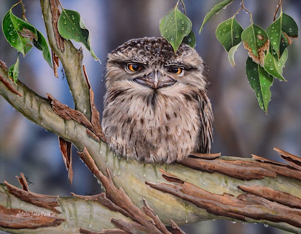 Tawny Frogmouth (Podargus strigoides) Australian Wildlife Art by Natalie Jane Parker