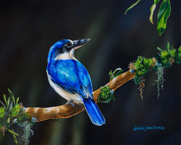Under The Forest Canopy   Forest Kingfisher Art | Natalie Parker Prints