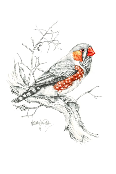 Zebra Finch (Taeniopygia guttata) Graphite Pencil Sketch with a touch of colour Australian Wildlife Art by Natalie Jane Parker