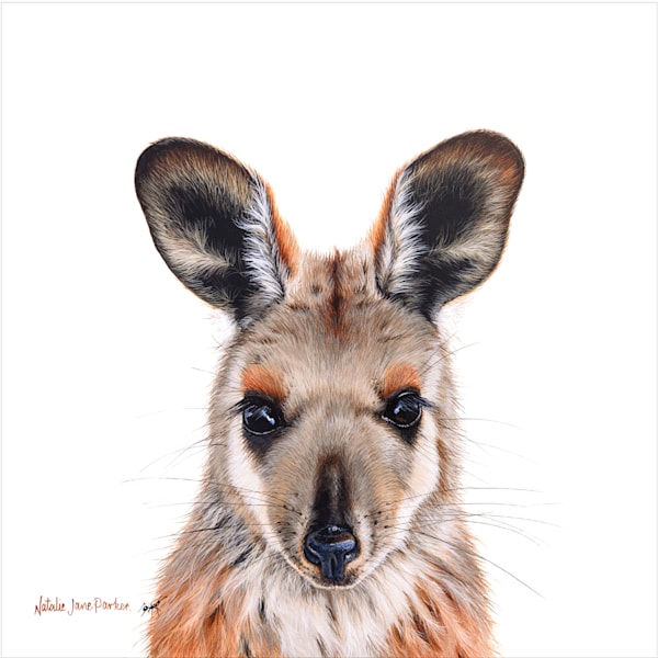 The Complete Collection (12) Australian Wildlife Portraits