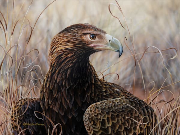Wedge-tailed Eagle (Aquila audax) Australian Wildlife Art by Natalie Jane Parker
