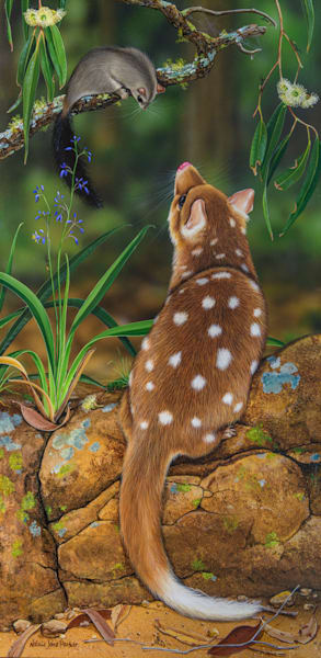 Brush-tailed Phascogale (Phascogale tapoatafa) & Eastern Quoll (Dasyurus viverrinus) Australian Wildlife Art by Natalie Jane Parker