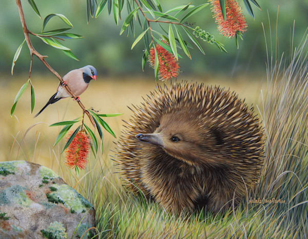 Short-beaked Echidna (Tachyglossus aculeatus) with a Long-tailed Finch (Poephila acuticauda) Australian Wildlife Art by Natalie Jane Parker