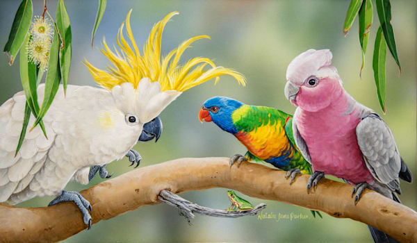 Sulphur-crested Cockatoo  (Cacatua galerita), Galah (Eolophus roseicapilla) and  Eastern Dwarf Tree Frog (Litoria fallax) Australian Wildlife Art by Natalie Jane Parker