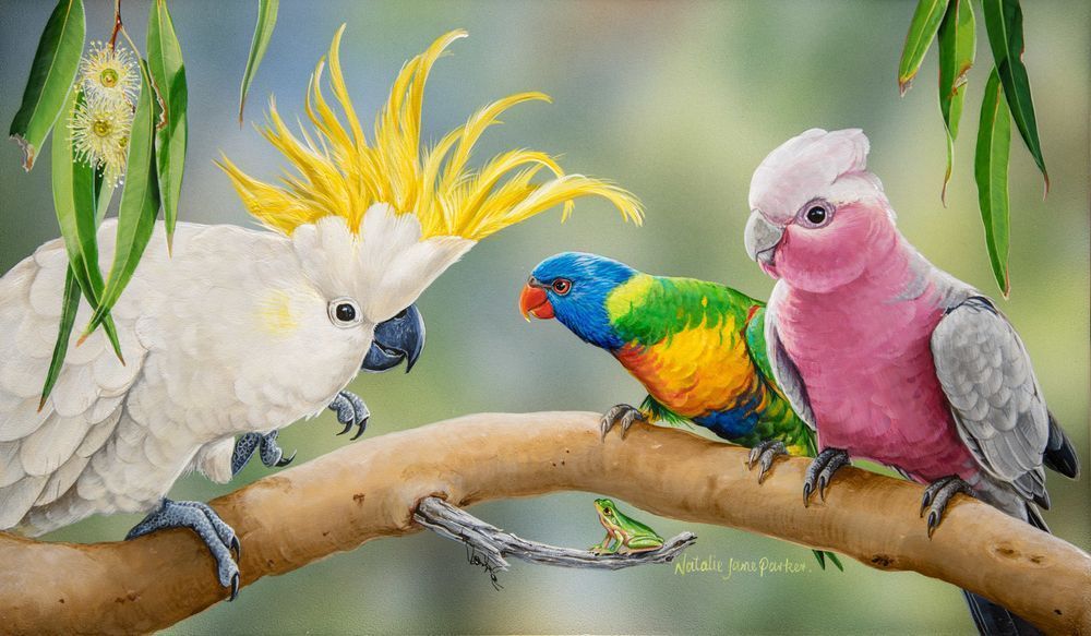 Sulphur-crested Cockatoo  (Cacatua galerita), Galah (Eolophus roseicapilla) and  Eastern Dwarf Tree Frog (Litoria fallax) Australian Wildlife Art by Natalie Jane Parker