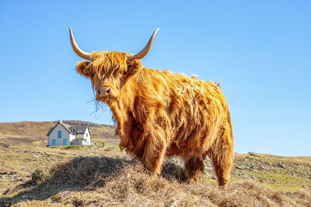 The Scotland Collection