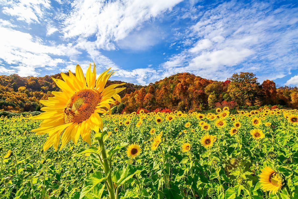 Summer Among The Fall Photography Art | Stan Sutrich Photography